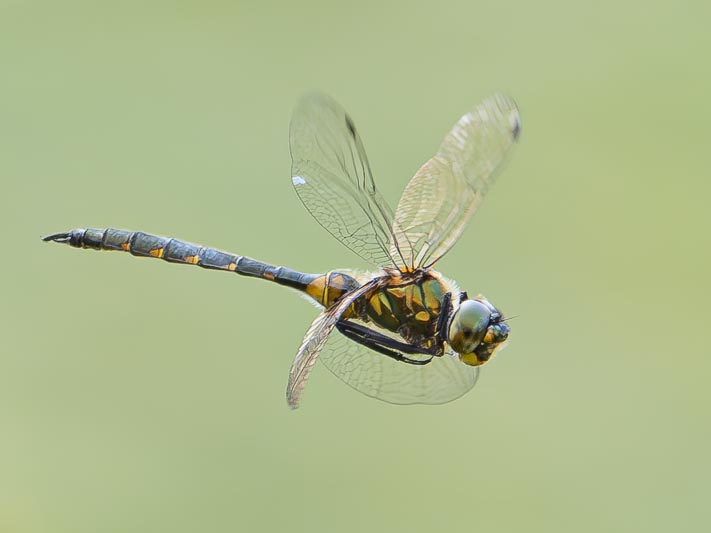 Somatochlora flavomaculata (Yellow-spotted Emerald) flight 3.jpg